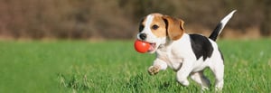 hund-mit-ball-im-mund-magazin-apportieren-titleimage-1600x550